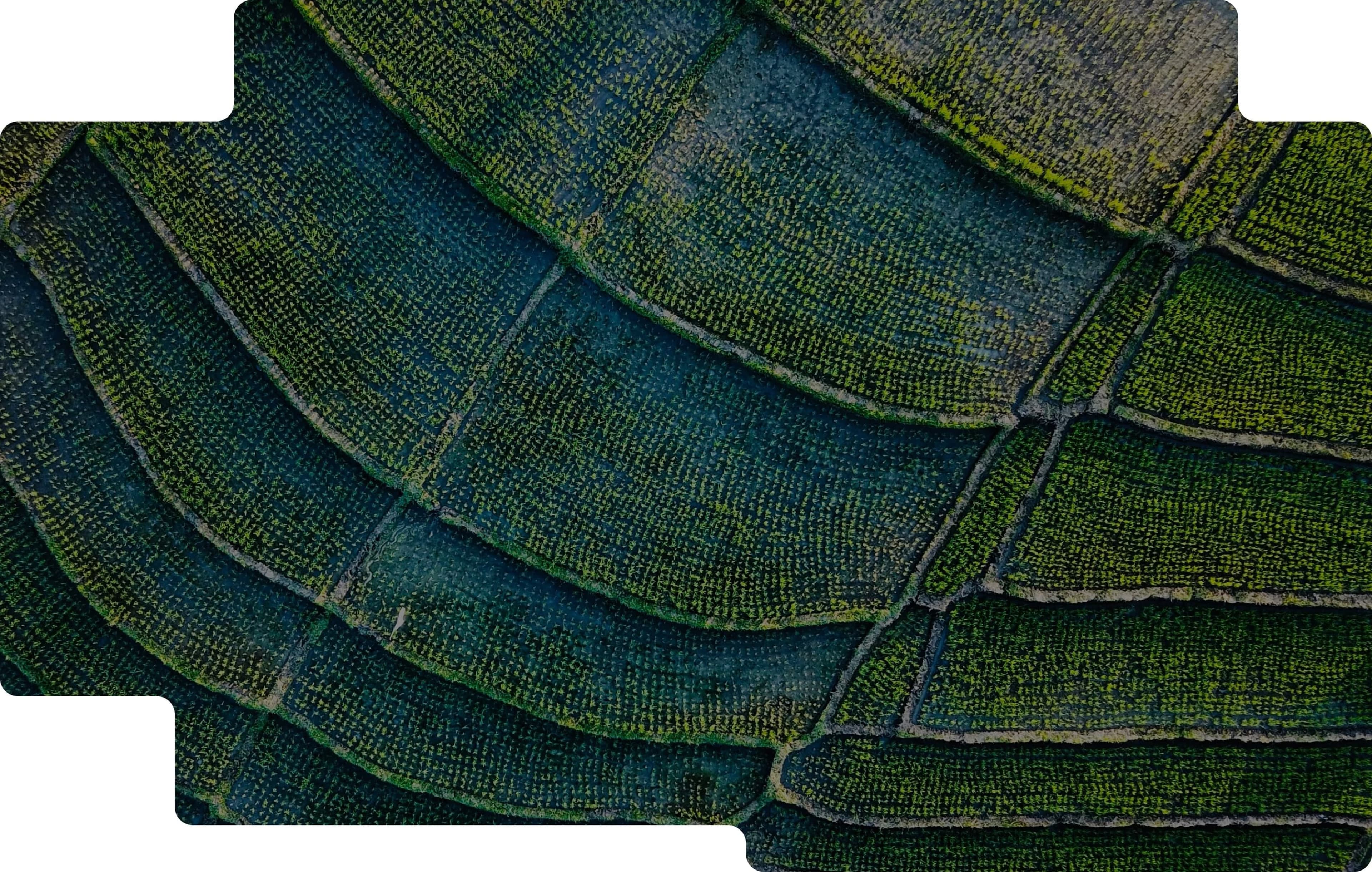 Grass